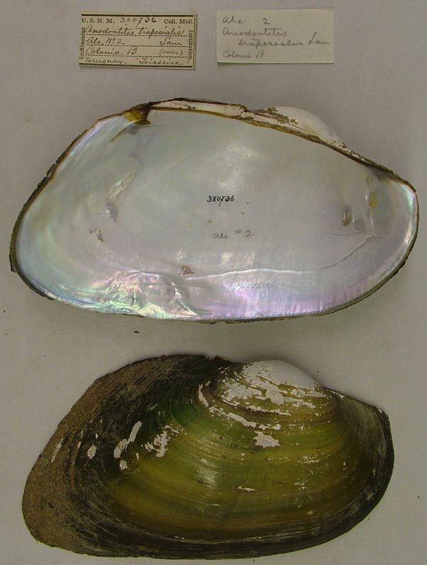 specimen