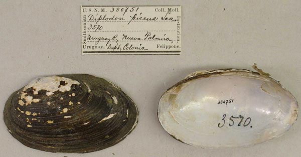 specimen