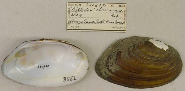 specimen