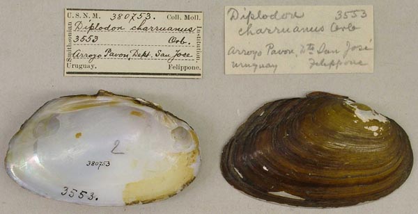 specimen