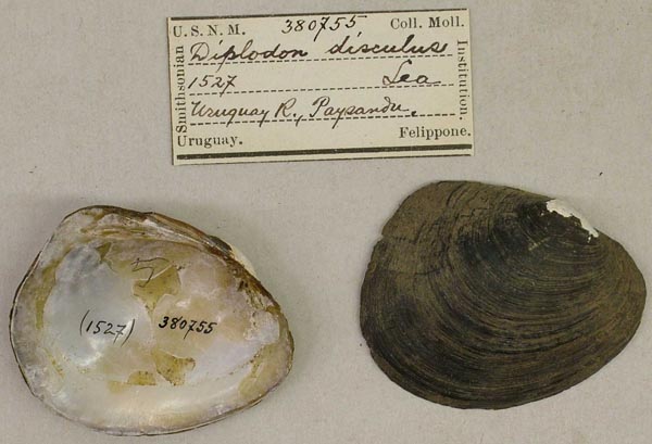 specimen