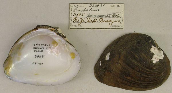 specimen