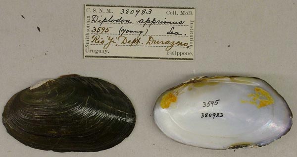 specimen