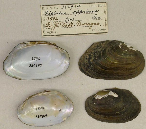 specimen