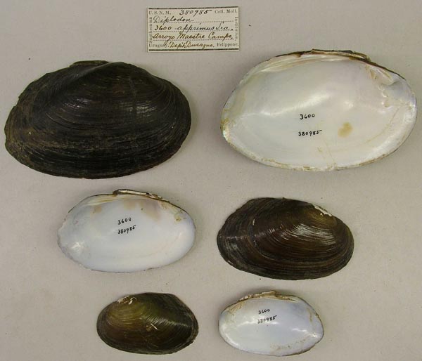specimen