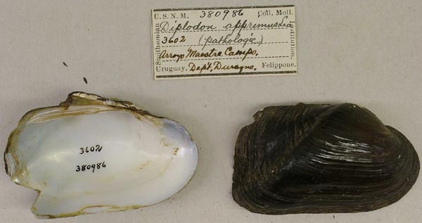 specimen
