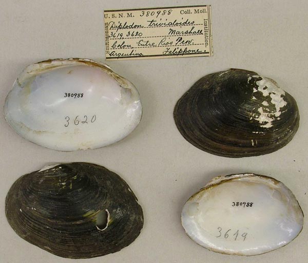specimen