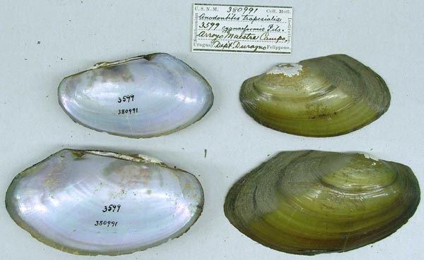 specimen