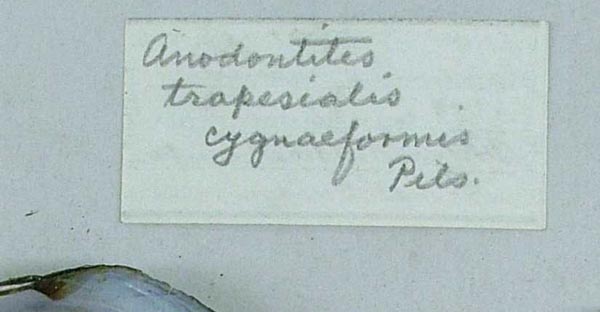 specimen