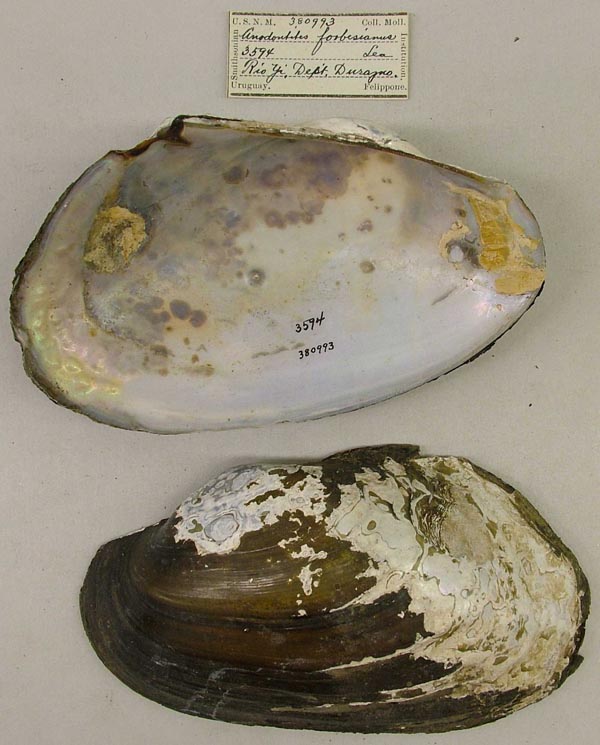 specimen