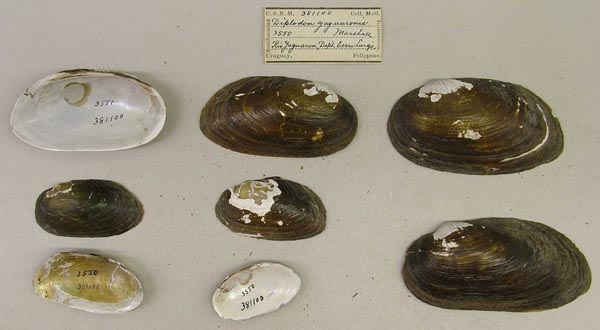 specimen