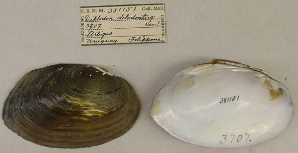 specimen