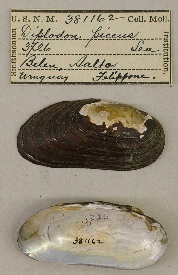 image of lot USNM_381162 image of lot USNM_381162