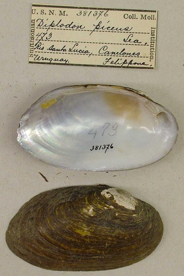 image of lot USNM_381376 image of lot USNM_381376