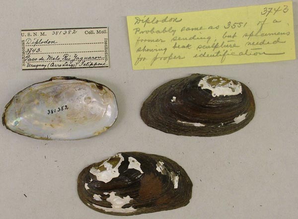 image of lot USNM_381382 image of lot USNM_381382