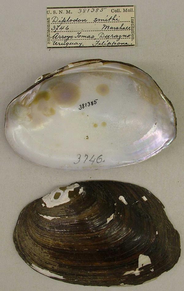 specimen