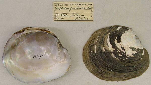 image of lot USNM_381574 image of lot USNM_381574