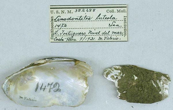 specimen