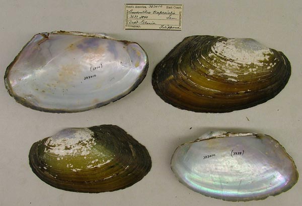 specimen