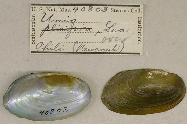 specimen