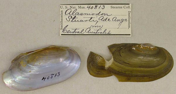 specimen