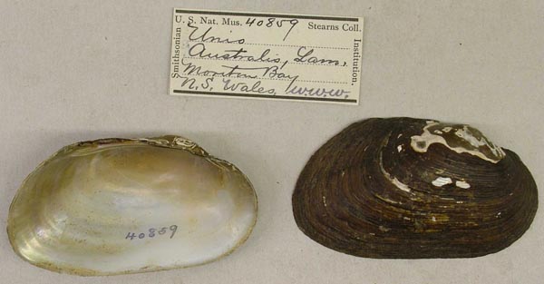 specimen