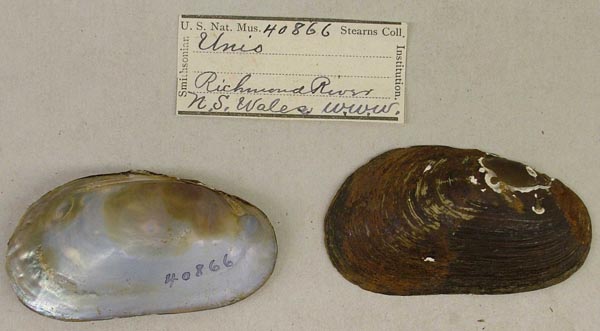 specimen