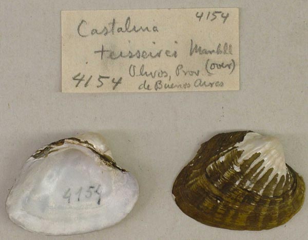 specimen