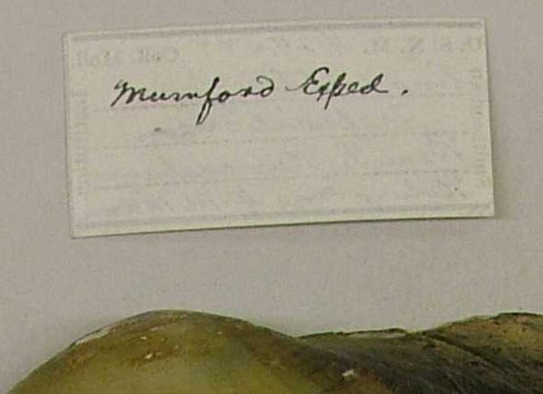 specimen