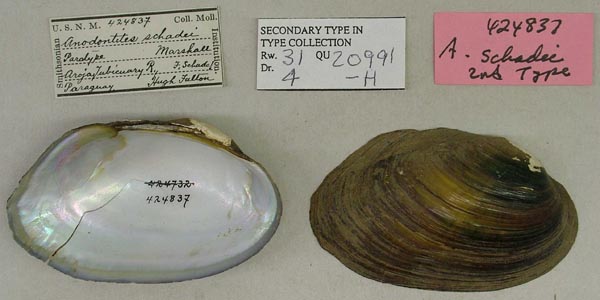 specimen