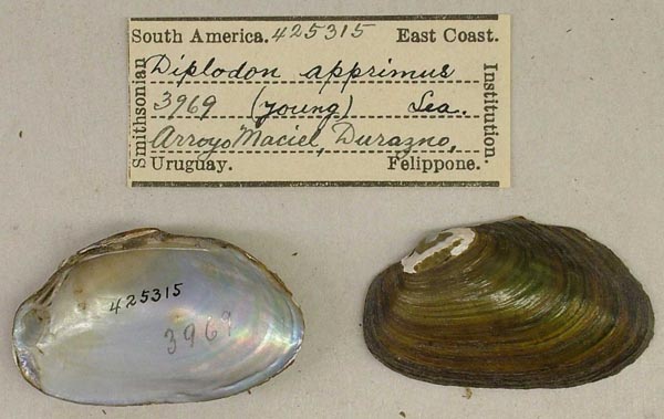 specimen