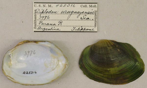 specimen