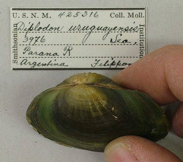 specimen