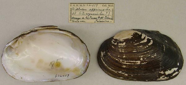 specimen
