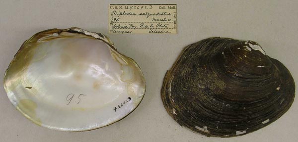specimen