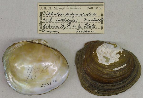 specimen