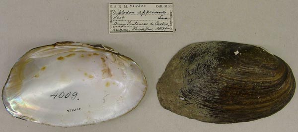 specimen