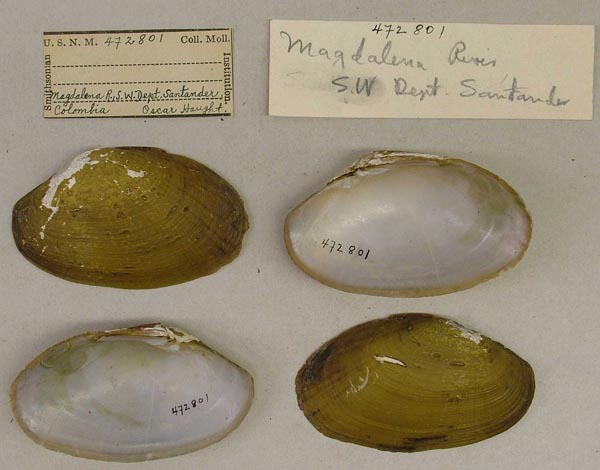 specimen