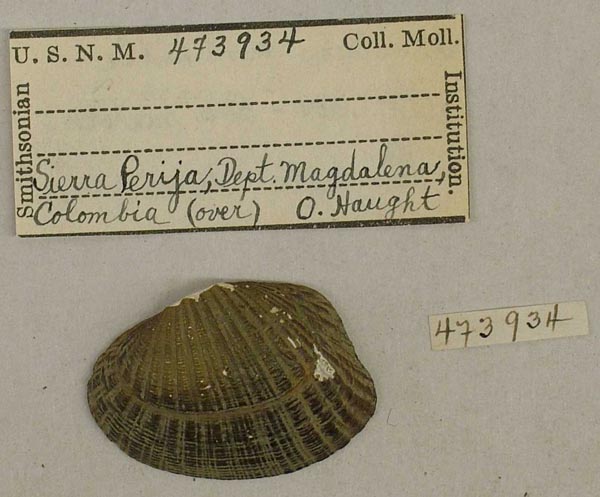 specimen