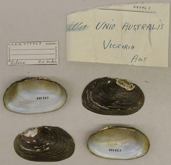 specimen