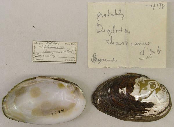 specimen