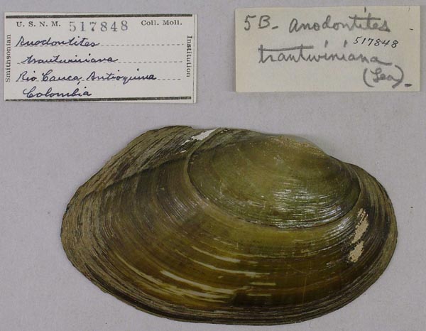 specimen