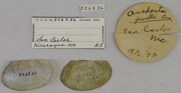 specimen