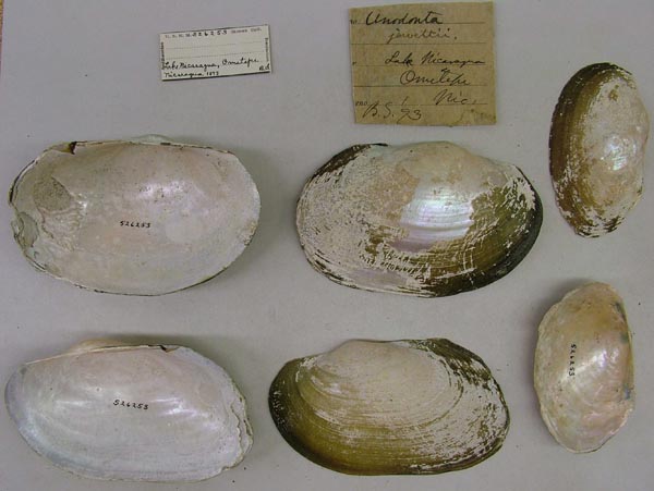 specimen