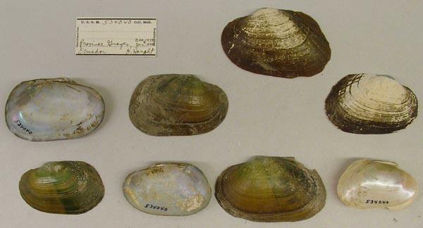 specimen