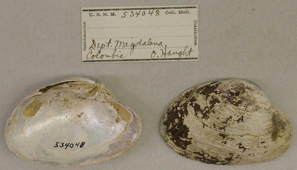 specimen