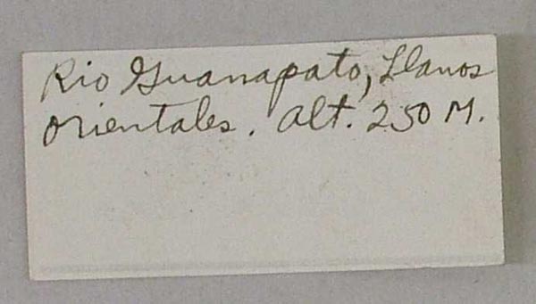 specimen