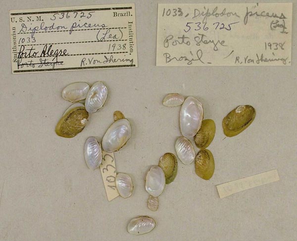 image of lot USNM_536725 image of lot USNM_536725