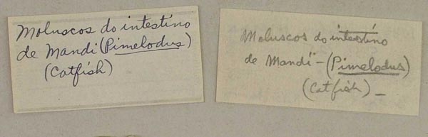 image of lot USNM_536725 image of lot USNM_536725