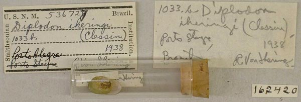 specimen